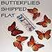 Butterfly 3D Translucent Decoration 15 ORANGE Butterflies