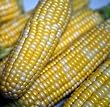 Peaches & Cream Sweet Corn 100+ Seeds - PLUS PACK!