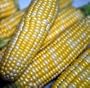 Peaches and Cream Sweet Corn Plus Pack! 100 Seeds - ORGANIC