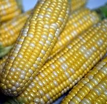 Peaches and Cream Sweet Corn 120 Seeds