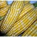 Peaches and Cream Sweet Corn Plus Pack! 100 Seeds - ORGANIC