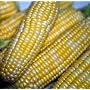 Peaches and Cream Sweet Corn 120 Seeds