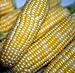 Peaches & Cream Sweet Corn 120 Seeds - PLUS PACK