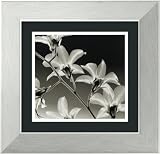 Orchid Denrobium Framed Art Print by Steven N. Meyers,14.9 x 14.4 Framed