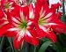 Amaryllis Seductress - New & Exclusive