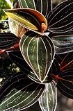 Black Jewel Orchid Plant - Ludisia discolor - RARE