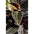 Black Jewel Orchid Plant - Ludisia discolor - RARE
