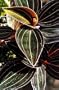 Black Jewel Orchid Plant - Ludisia discolor - RARE