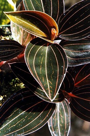 Black Jewel Orchid Plant