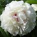 Peony Festiva Maxima - One 3/5 Eye Rhizome