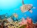 Wallmonkeys Peel and Stick Wall Decals - Butterflyfishes and Turtle - Removable Graphic