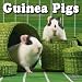Guinea Pigs 2009 Wall Calendar