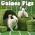 Guinea Pigs 2009 Wall Calendar
