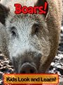 Boars! Learn About Boars and Enjoy Colorful Pictures - Look and Learn! (50+ Photos of Boars)
