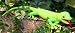 Gecko Animal Puppet (P8203)