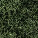 Lichen, Medium Green