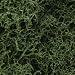 Lichen, Medium Green
