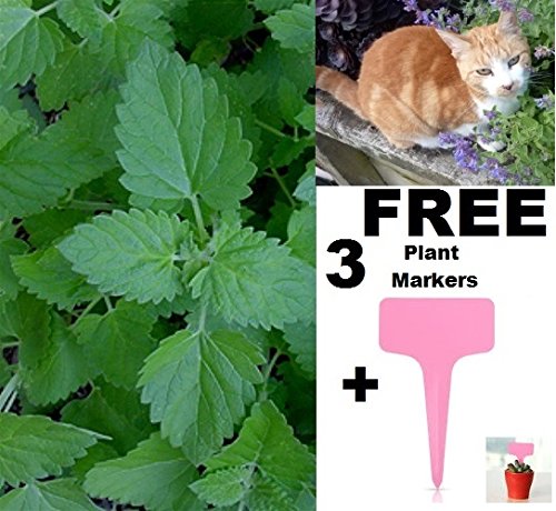 Organic catnip seeds herb 300+ seeds upc 643451294897 +…