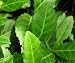 Euonymus f. 'Acutus' (E. fortunei radicans, E. japonicus rcutus/chinensis/radicans) {50 Bare Root plants}