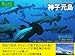 神子元島 ダイビング写真集 ~ハンマーヘッドシャークが来る海 記録写真集~ (NATURE's Sea)