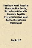 Beetles of North America: Mountain Pine Beetle, Nicrophorus Orbicollis, Harmonia Axyridis, Kretschmarr Cave Mold Beetle, Nicrophorus Tomentosus-