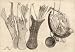 2.75 inch x 2 inch (7.5 x 5cm) Acrylic Fridge Magnet Wenceslaus Hollar - Quivers and hunting horns