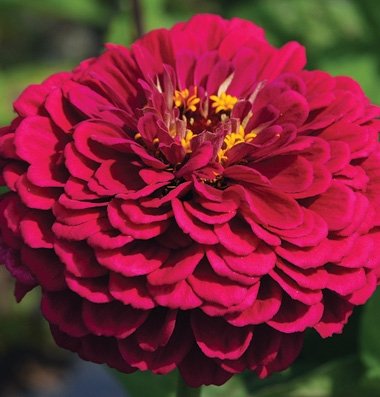 Flower Zinnia Benary's Giant Wine Heat Tolerant D1866 (Purpleish) 50 Open Pollinated Seeds by David's Garden Seeds Flower Zinnia Benary's Giant Wine Heat Tolerant D1866 (Purpleish) 50 Open Pollinated Seeds by David's Garden Seeds