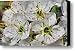 CHERRY BLOSSOM 4 Canvas Print / Canvas Art - Artist ISSAM TANNOUS