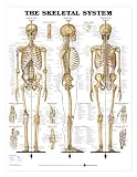 Skeletal System Anatomical Chart Laminated