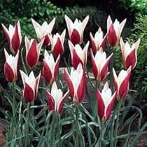 Lady Jane Tulip Perennial 10 Bulbs - Very Hardy!