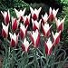 Lady Jane Tulip Perennial 10 Bulbs - Very Hardy!