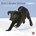 Labrador Retriever Puppies, Black 2010 Square Wall (Multilingual Edition)