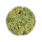Eigenschaften KnorrPrandell / Gütermann / KnorrPrandell 6695426 - Islandmoos 250g lindgrün