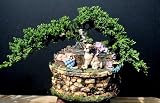 Juniper Bonsai Tree in a Dog Pot by Sheryls Shop