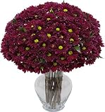 Burgundy Daisies 20 stems with Hourglass Vase