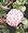 Hindu Rope Plant - Hoya carnosa compacta - 2 1/2" pot