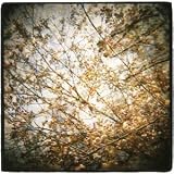 Thistled Spring