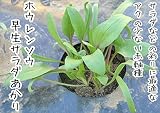 【生産農場直送】 ホウレンソウ苗 【早生サラダあかり】ホウレンソウ苗 葉菜苗 9cmポット プロ農家も使う葉菜苗 野菜苗 ガーデニング 家庭菜園