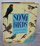 Songbirds : how to attract them and identify their songs