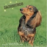 Dachshunds 2009 Wall Calendar