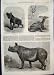 1868 LONDON ZOO YOUNG HYENA KOODOO RHINOCEROS PRINT