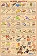 (24x36) Animal Kingdom 2 Educational Science Chart Poster