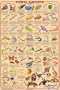 (24x36) Animal Kingdom 2 Educational Science Chart Poster