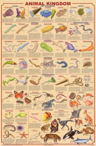 (24x36) Animal Kingdom 2 Educational Science Chart Poster