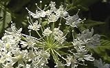 Sweet Cicely Herb 50 Seeds - Myrrhis odorata