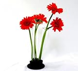 Glass Tube Vases w/ Holder G105 for Wedding Flowers, Party Centerpiece, Home Garden Decor, Plants, Rooting, or Scented Oil. Decorative Black Table Top Stand Included