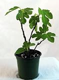 Blue Ischia Edible Fig Plant - Ficus carica - Sweet
