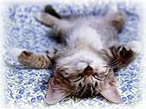 Katzen Mauspad (57)