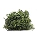 Forest Green Preserved Reindeer Moss - Indoor Outdoor for Potted Plants, Terrariums, Fairy Gardens, Arts and Crafts or Floral Decor Design (Green)