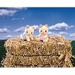 Calico Critters Whiskers Cat Twins